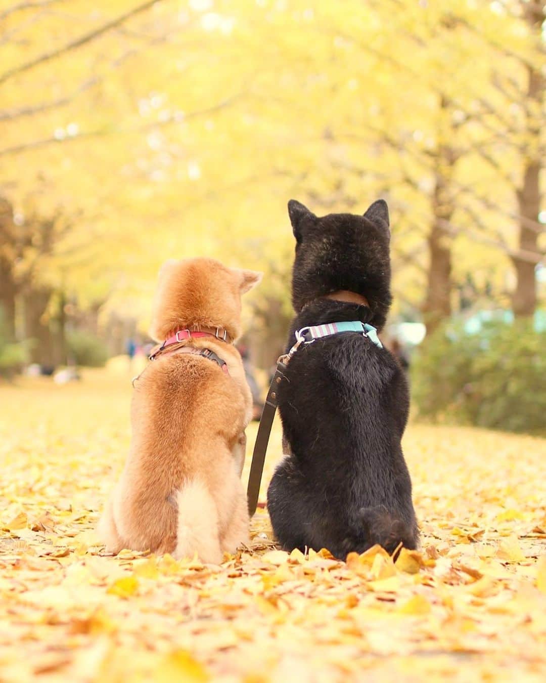 柴犬 けんしろう ゆりあのインスタグラム：「🐶💛🐶  人にとても甘えん坊だった けんちゃんですが 夏を越した頃には 興味を示さなくなりました。 (家族のことも例に漏れず)  でも、ゆりあには 遊びに誘ってみたり じゃれてみたり ケンカしてみたり 今も変わらずなんですよ☺️  けんちゃんとゆりぃ にぴきでよかった💛  Location: Tokyo (けんゆりおもひで秋photo🍁より) @beautypro_contest #ビューティープロコンテスト」