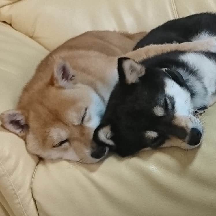 豆柴なつ&ふゆのインスタグラム