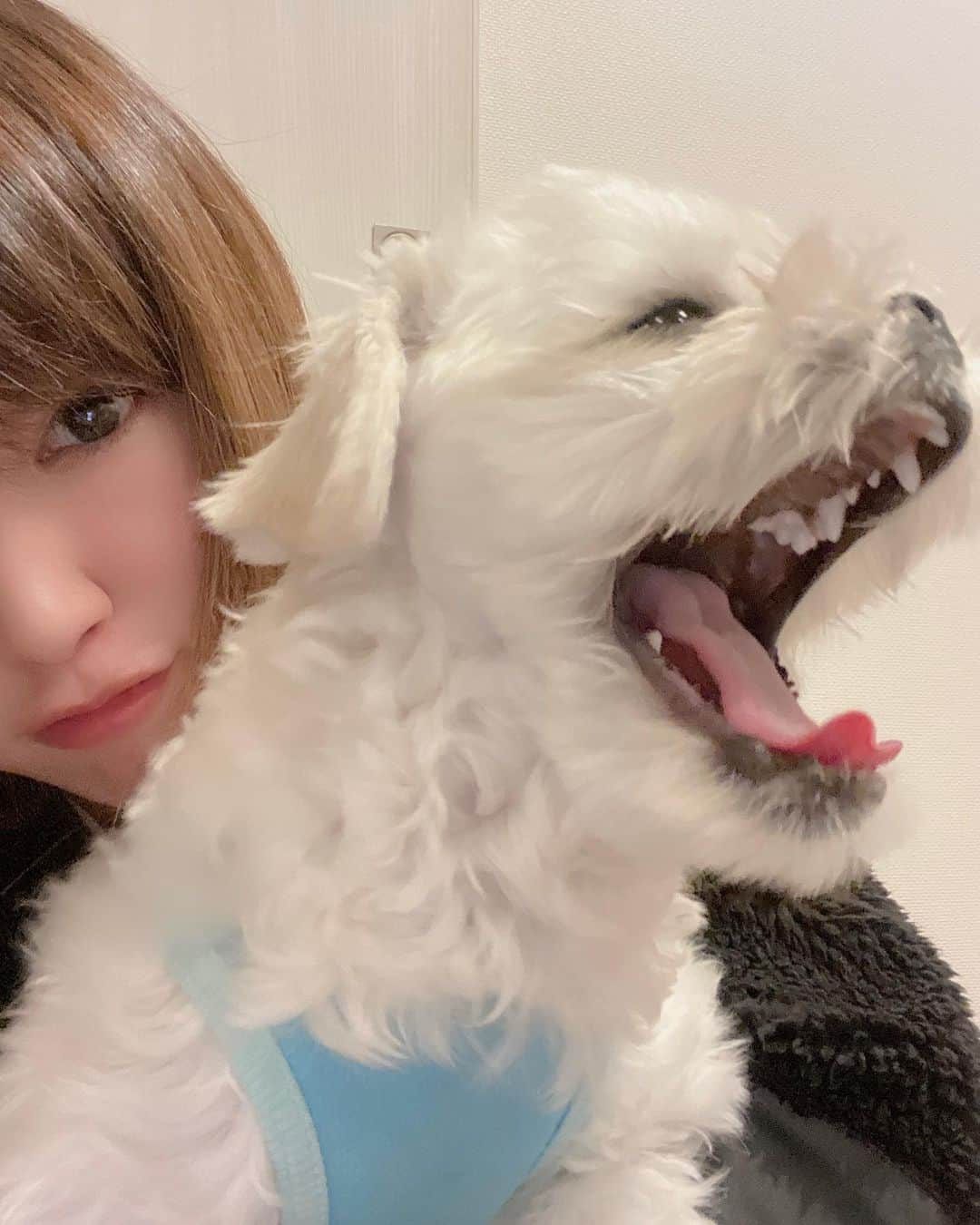 矢代梢さんのインスタグラム写真 - (矢代梢Instagram)「ガウゥゥゥゥゥ🐶 #癒しの時間 #マルチーズ #ペキニーズ #マルペキ #mix #mix犬 #男の子 #わんこ #わんこのいる生活 #わんこ好きな人と繋がりたい #犬 #しゃくれ #らぶ  #もじゃもじゃ #🐶 #🐾」11月14日 20時49分 - kozue_yashiro