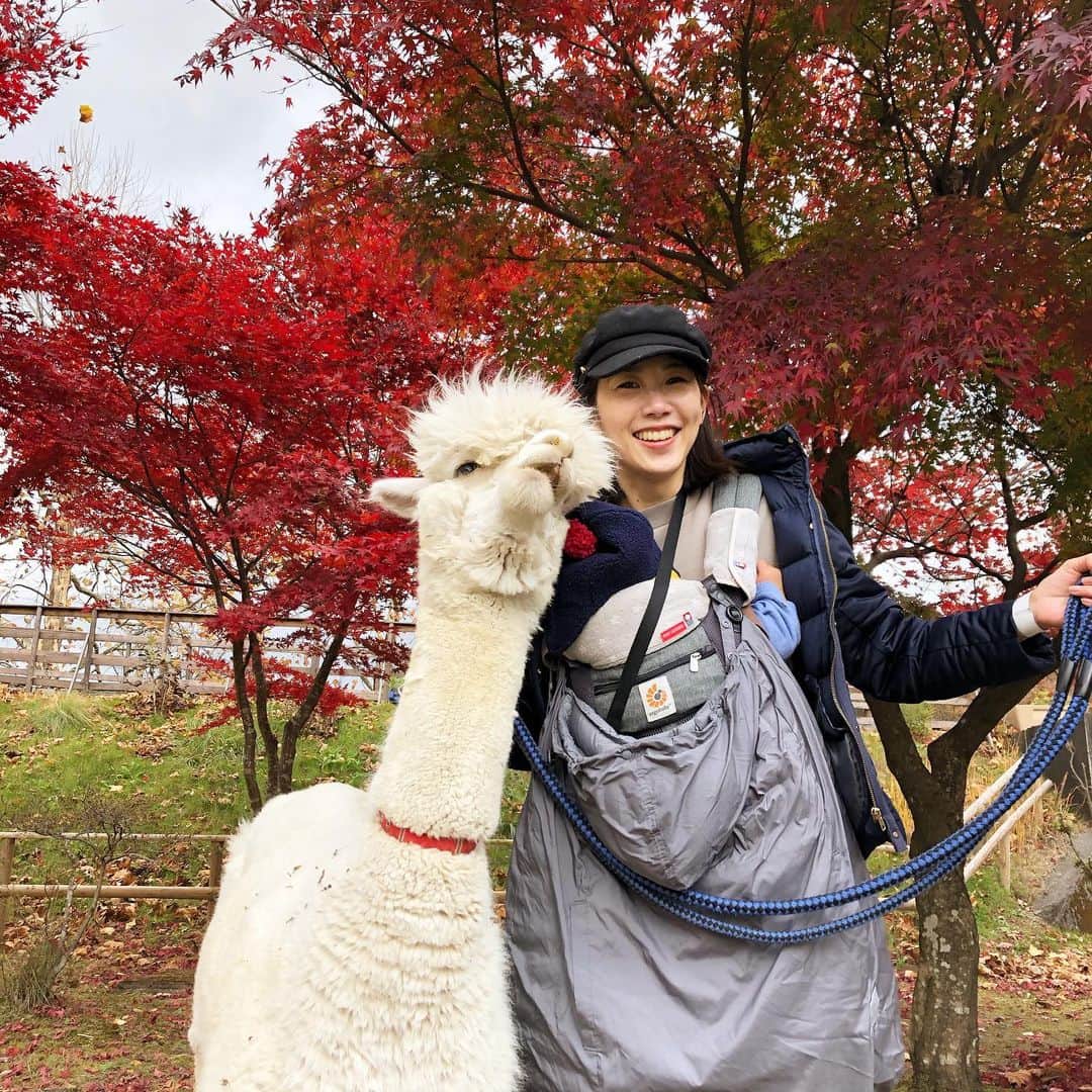井原早紀のインスタグラム：「アルパカともふもふ散歩♩  穏やかな性格で、ちょっと引っ張っるだけで行きたい方向に歩いてくれる！ 若い犬よりも散歩しやすいんじゃないかな。笑  癒された〜♩ 20分1000円の価値あり。  #那須#那須旅行#栃木#国内旅行#アルパカ#アルパカ散歩#りんどう湖ファミリー牧場 #紅葉#男の子ママ#子連れ旅行#」