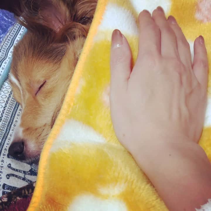 のインスタグラム：「いろんな事があった一週間。  とりあえず、ここは幸せ。  #シェットランドシープドッグ #シェルティ #ねんね #ねんねんころり #うとうと #頑張ろう」