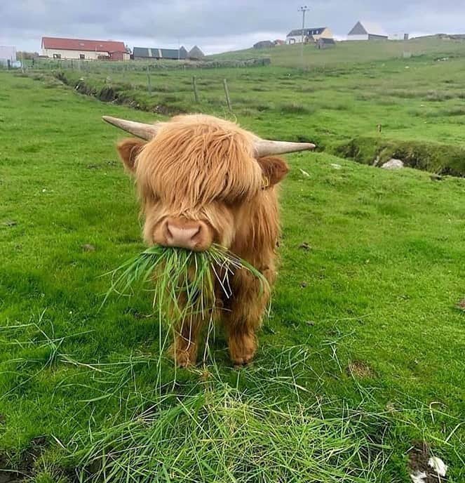 animals.coのインスタグラム：「Highland cattle calf 🐮 Photography by @chloemayirvine」