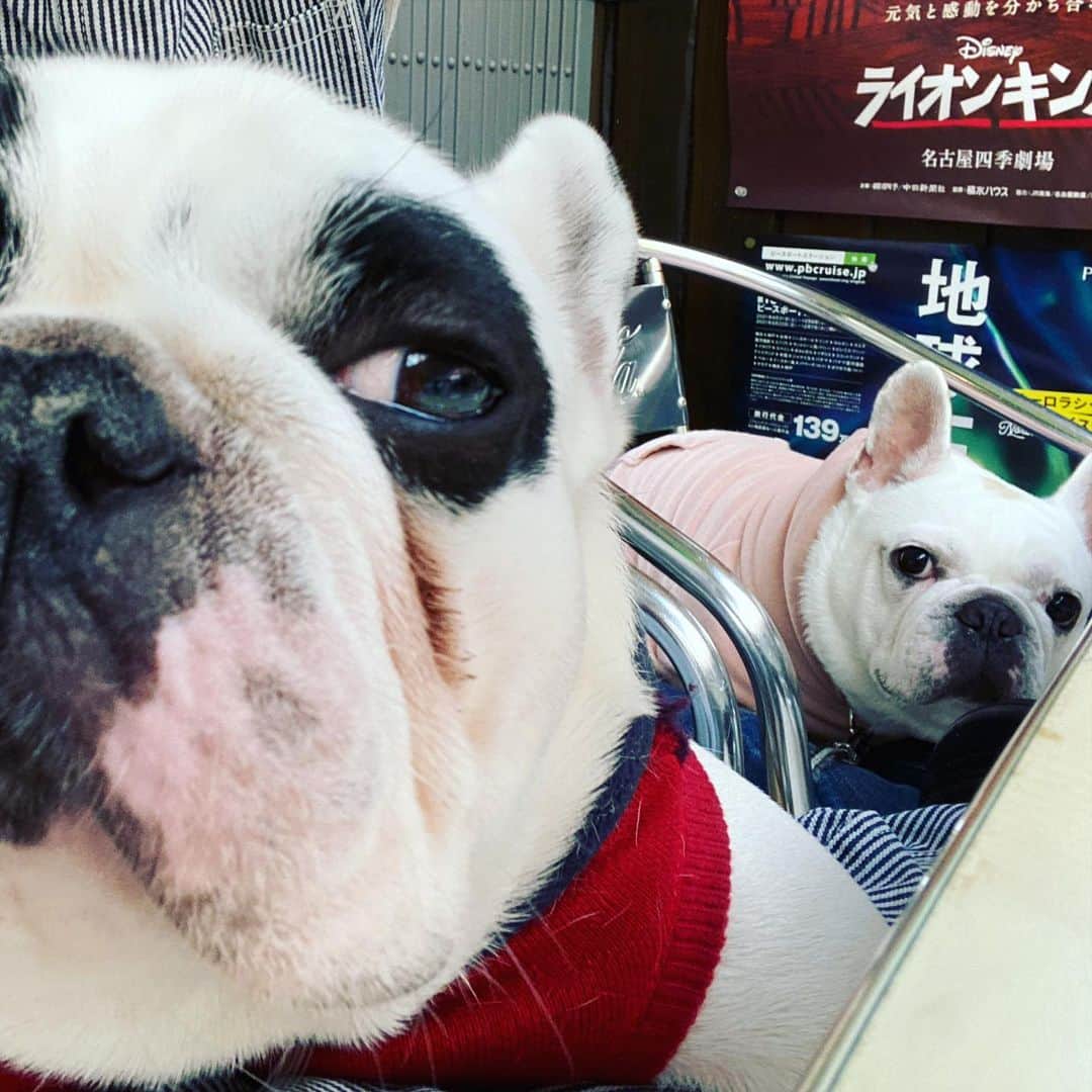 鑑田幸代のインスタグラム：「皆様ありがとうございます！！ Facebook/Instagram乗っ取られて 気分はフテ気味です🐷🐷  #frenchbulldog  #frenchbulldogs  #french_bulldogs  #frenchie  #buhi  #ハニーパイド #フレブル  #グース #グーちゃん #バレちゃん」