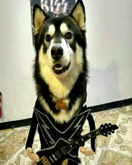 KISSさんのインスタグラム写真 - (KISSInstagram)「Koda rocks! This handsome boy took first place in a Halloween costume contest as a member of #KISS. We love it! Thanks to Danna Katherine Garcia for sharing with us.」11月14日 21時41分 - kissonline