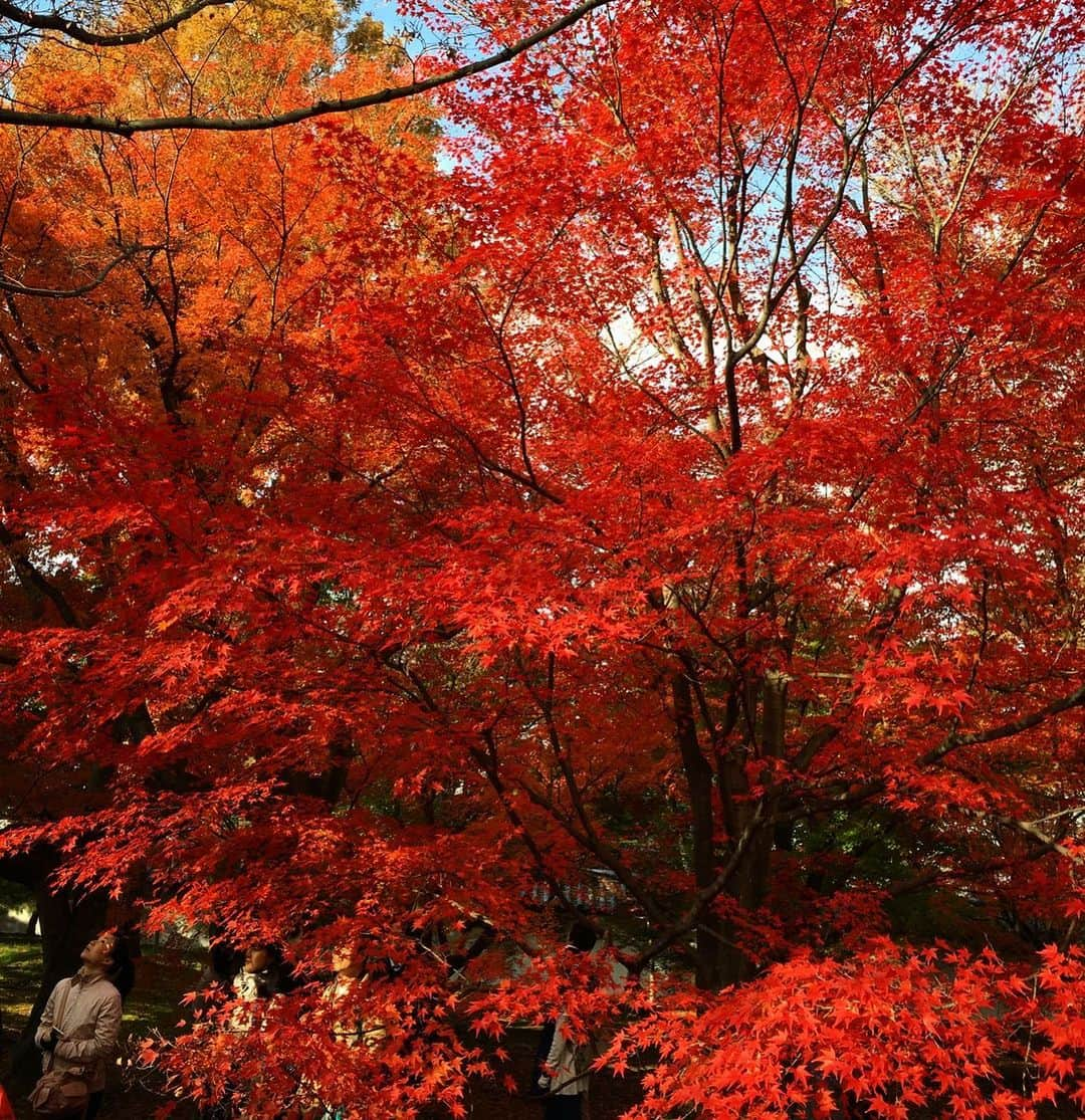 青木良文さんのインスタグラム写真 - (青木良文Instagram)「11月も折り返しに差し掛かる、明日15日は蠍座の新月。  蠍座のナンバーは終わりの始まりを表す“0”ゼロ。 さらに「破壊と再生」もテーマだそう。 これからの未来を描いた時に、必要なものは？ 終わりがあれば、始まりがある。 何かを終わらせて、次の未来に進むような、フレッシュなスタート感と、 激動の2020年も、さらにここからクライマックス感がありますね。  そして、四季が美しい日本で、秋から冬に掛けて是非とも目に焼き付けておきたいのが、紅葉。  紅葉を愛でることは、春の芽吹きから夏の繁り、そして秋の色づきと、樹々の生命のクライマックスを目や身体で感じること。  紅葉を体感することで、自分の中に実りをいただき、豊かさを定着させられるそうです。  意識してみると、近所や通勤、通学路にも紅葉スポットがあるもの。 紅葉を見つけたら少しでも足を止めてみて、楽しみながら幸運気をチャージですね。  いまのシーズンしか観られない、期間限定の紅葉ですし、見逃せません。  豊かさとは、楽しみごとが増えることだそう。 楽しいな、と感じた時に、幸せを感じられるもの。  年末に向けて、楽しいことがいっぱいありますように！  どんな時でも希望を持って、笑顔で軽やかに！  紅葉を愛で、1年に感謝して、豊かさを感じて。 素敵な新月、そして11月の後半を～。  #蠍座の新月 #何を願う #破壊と再生 #2020年もあとひと月半　#紅葉 #豊かさとは #笑顔で #drawingnumbers #大切な人と紅葉を愛でるのもいい」11月14日 21時44分 - aokiyoshifumi