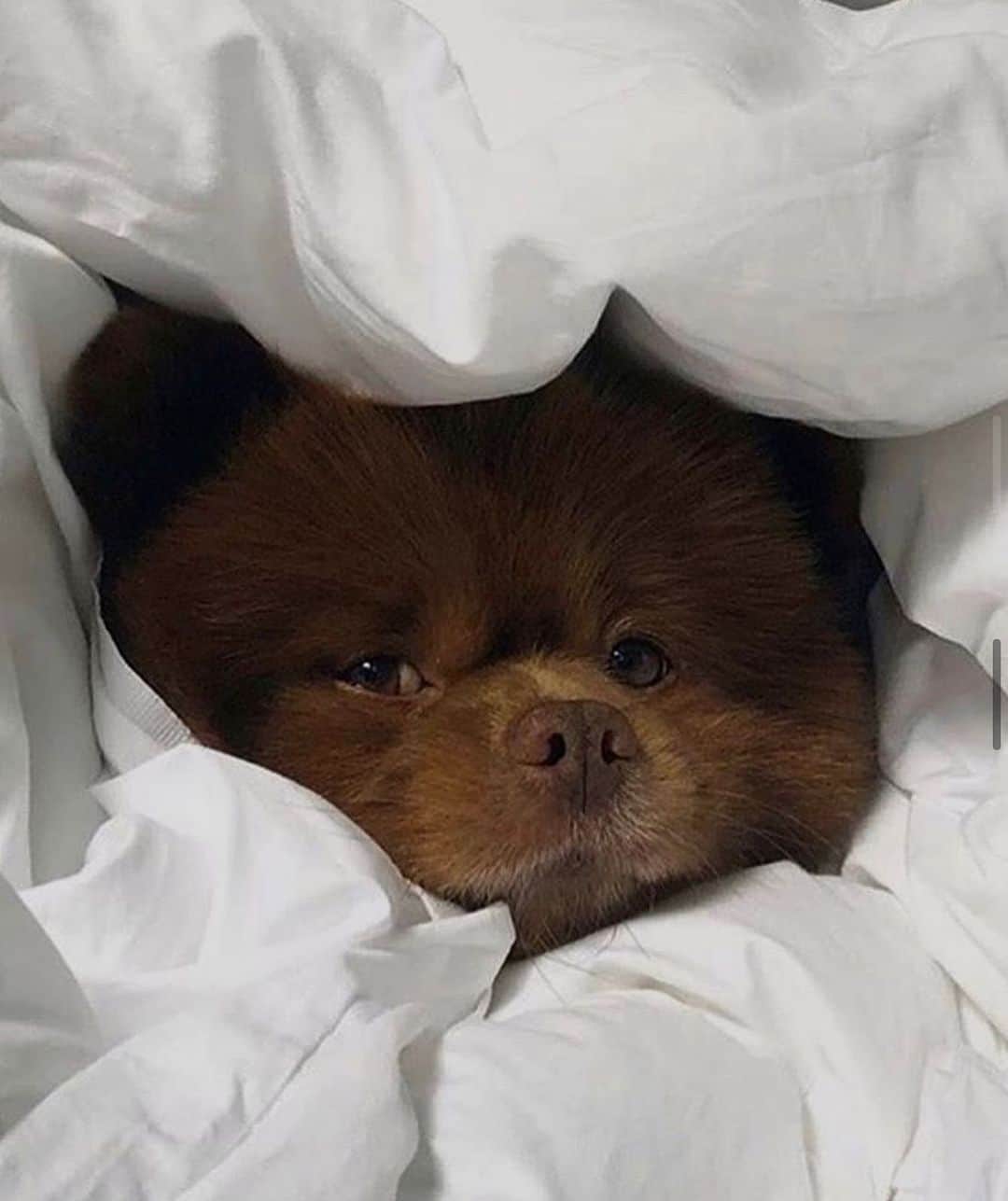 ペニーレ・タイスベックのインスタグラム：「Weekend activities🐻」