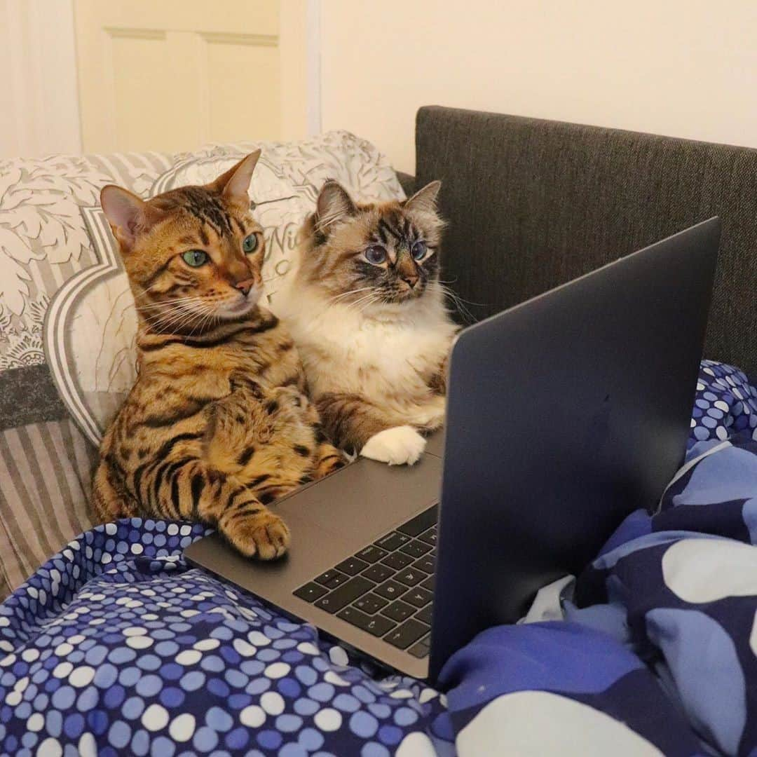 Aww Clubさんのインスタグラム写真 - (Aww ClubInstagram)「Watching birds⠀ ⠀ 📷@missenell⠀ ⠀ #meowed #missenell #bengal #birman #ragdoll #theservant #thequeen #lovelyfamily」11月14日 22時00分 - meowed