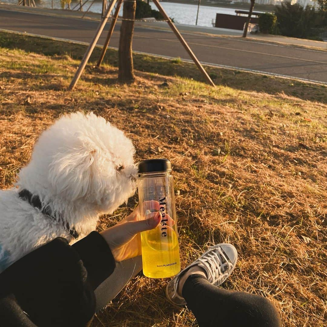 チョ・ミニョンさんのインスタグラム写真 - (チョ・ミニョンInstagram)「앙꼬모찌랑 산책 다녀오면 남편에게 재잘재잘 애기하는 편인데, 오늘은 엄청 투정했다 ⠀⠀⠀⠀⠀⠀⠀ 모찌는 사람만 보면 환장하고 달려가고 다가오는 사람에게 반하는 스타일이다 하지만, 앙꼬는 사람들이 자기를 만지는 걸 너무 싫어해서  앙꼬 컨디션에따라 누가 다가오면 앙꼬가 승질낼까바 내가 더 노심초사하고 손이 많이 간다고😡 ⠀⠀⠀⠀⠀⠀⠀ 내 투정을 듣다가 남편이 입을 열었다 ⠀⠀⠀⠀⠀⠀⠀ 자기는 앙꼬가 마음이 아프다했다 그이유는 모찌랑 다르게 주인의 사랑과 손길만 바라는 아이니까, 즉 돌려말하면 주인의 사랑과 손길로만 마음이 채워지는 아이라고 했다 ⠀⠀⠀⠀⠀⠀⠀ 남편의 다른 시선이 옆에자고 있는 앙꼬를 더욱 뭉클하게 만들었다 ⠀⠀⠀⠀⠀⠀⠀ 엄마가 투정부려서 미안해😢 ⠀⠀⠀⠀⠀⠀⠀」11月14日 22時03分 - xxjominxx