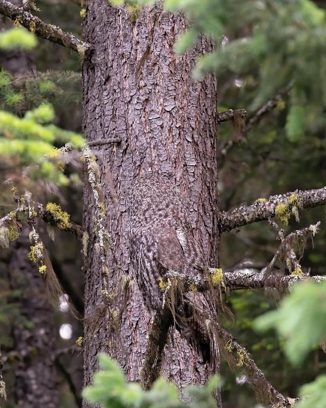 Canon Photographyさんのインスタグラム写真 - (Canon PhotographyInstagram)「Camouflage master 🦉  Photography // @alanmurphyphotography Curated by @steffeneisenacher  #owl #wildlife #britishcolumbia #bc #wildlifephotography」11月14日 22時12分 - cpcollectives