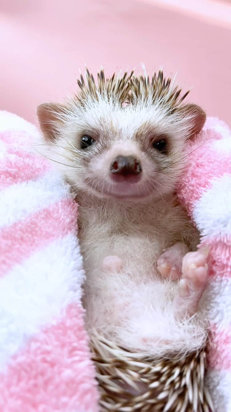 ダーシーのインスタグラム：「He feels good after taking a bath🧖🛁💜✨」