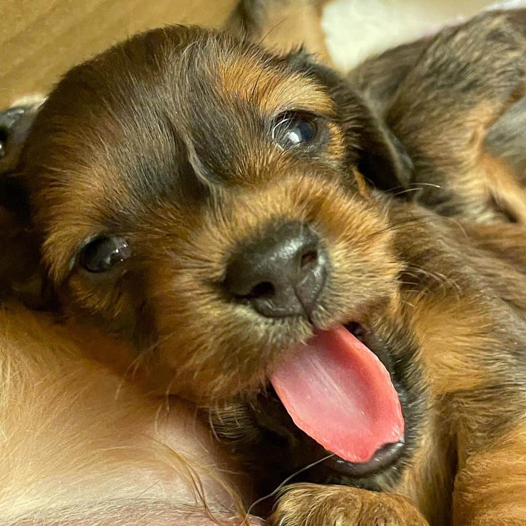のインスタグラム：「この眼差し。末恐ろしい。かわいさの塊😍 名前決まりました〜。こちら、カイ君です。よろしくお願いします‼️ #ミニチュアダックスパピー  #ミニチュアダックス  #パピー  #たとうがい」
