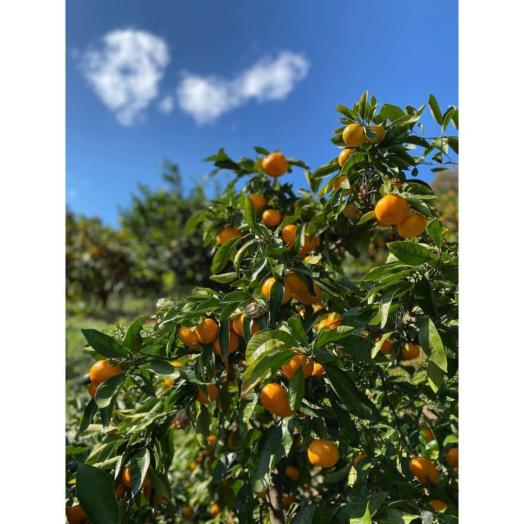 香音有希さんのインスタグラム写真 - (香音有希Instagram)「伊豆まで行ってきました~☺️ 温泉に浸かり、ご飯もお部屋で だったのでひたすらだらだら、 のんびりと。  自然の風景や音に癒されながら 喋り続けました( ´ ▽ ` ) . 翌日はみかん狩りもしました🍊 甘い蜜柑の木を探し追い求めていたら いつの間にか小高いところまで登っていました。 豊作豊作🍊🍊 食べ切れないかもなんて思っていましたが美味しすぎて今止まりません🍊🤤 自然に触れて土を歩いてリフレッシュ。 お天気にも恵まれて良かった🌞 またがんばろう~🌈 . . #伊豆#小旅行#女子旅  #温泉#身体が喜ぶ #とろけた #蜜柑へのあくなく追求心 #みかん狩り#🍊#♨️ #またいきたい」11月14日 22時53分 - kaonyuki_yukako