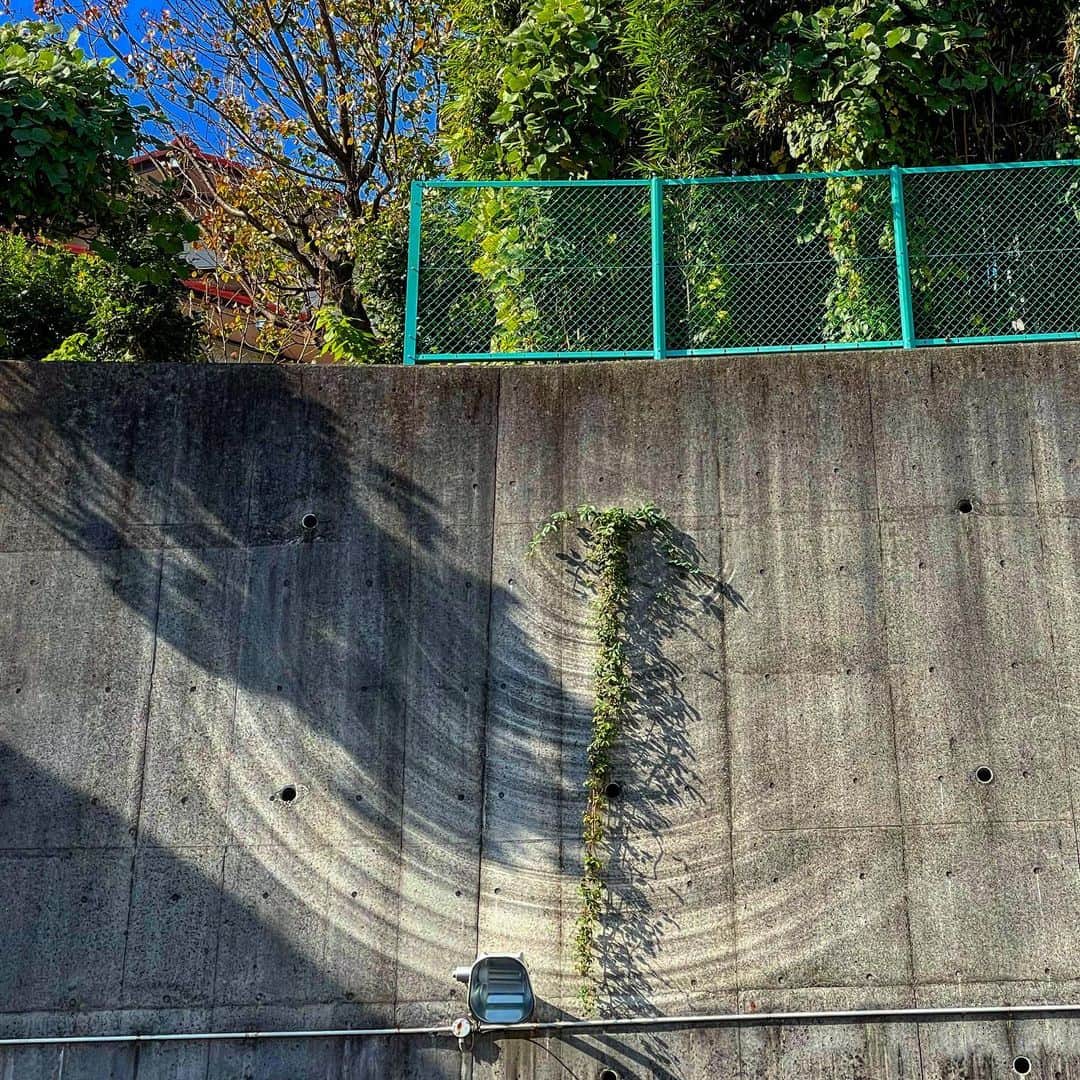 松村太郎のインスタグラム：「ときどき通る場所でいつも気になっているのですが、壁の排水溝から伸びるツルと、その周りのコンクリートの同心円の跡から考えると…  あの草めっちゃ回ってるよね。 回ってるところ、絶対見たい。」