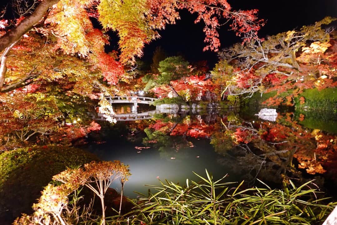 天舞音さらのインスタグラム：「紅葉狩りに京都へ🍁 『秋は紅葉の永観堂』と言われるだけある！！池に映る紅葉の景色は絶景だった😍   I’m coming to Kyoto to see the autumn leaves.  It was very beautiful 😍 Especially the night illumination was so nice and dream-like atmosphere🥰 If you come to Japan in the fall I definitely recommend you to go here 🍁  #2020#紅葉#京都#永観堂#ライトアップ#紅葉狩り#kyoto #japanesemaple #autumunleaves#paradiseonearth」