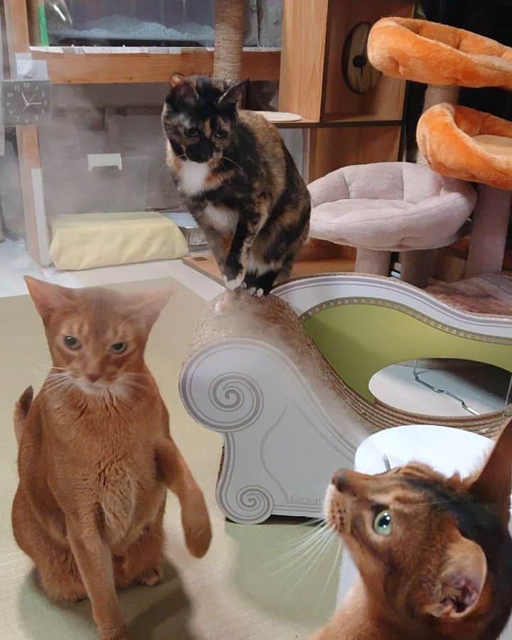 Miaouのインスタグラム：「はじめての加湿器 なんにゃこれ！  #miaou猫部屋の猫たち」