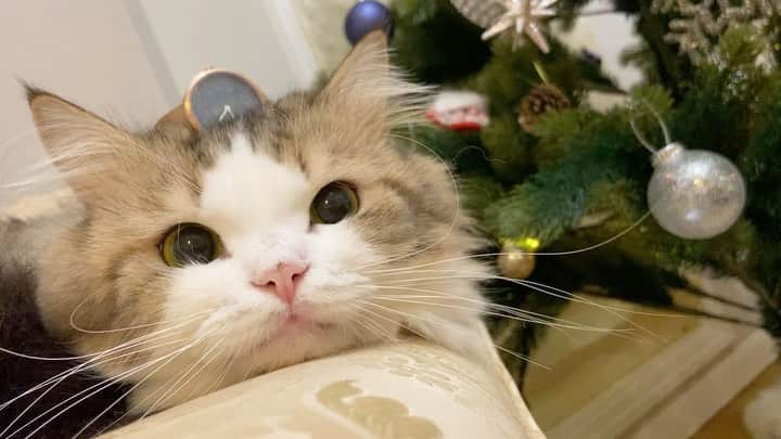 マンチカンのココ王子のインスタグラム：「モカちゃん、時計乗せても全然気にしない😁 おっとり。人間大好き。 そんなところも可愛い💕  @mavenjapan さんで使える 10%OFFクーポンコード 【cocolgu 】  #mavenwatches #マベン #マベンウォッチズ #腕時計 #時計 #手元倶楽部  #ミヌエット」
