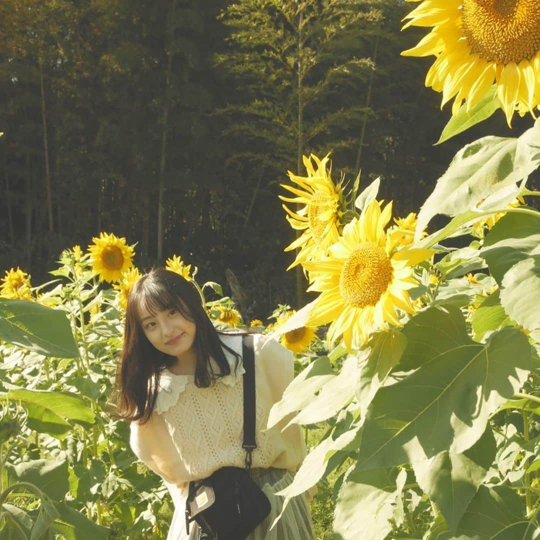 川原美咲さんのインスタグラム写真 - (川原美咲Instagram)「ﾀﾞｲｽｷﾋﾏﾜﾘ🌻 ・ ・ ・ ・ 綺麗過ぎたし、今年の夏はひまわり見れなかったから感動しました🥺✨  ・ ・ photo：Karen ・ ・ #山田ひまわり園  #秋に咲くひまわり  #佐賀県観光スポット #佐賀県観光大使 #佐賀県観光地 #佐賀ひまわり園 #佐賀ひまわり畑 #九州ひまわり畑 #佐賀県みやき町 #みやき町 #佐賀県 #佐賀県観光連盟 #秋ひまわり #ひまわり畑  @kankoukiyoukai @miyaki_kyoryokutai @miyackey_saga」11月14日 23時19分 - misaki_888_sagasaikou