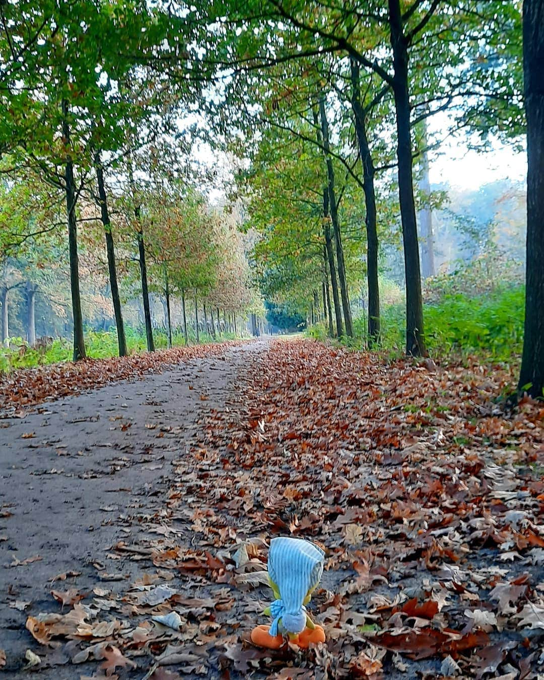 Little Yellow Birdさんのインスタグラム写真 - (Little Yellow BirdInstagram)「On walks like this it's almost possible to not miss summer... #littleyellowbird #tweety #tweetykweelapis #adventures #yellow #bird #weekend #saturday #autumn #fall #herfst #november #sgraveland #natuurmonumenten #walking #bos #wandeling #boswandeling #netherlands #stuffedanimalsofinstagram #plushiesofinstagram」11月14日 23時21分 - tweetykweelapis