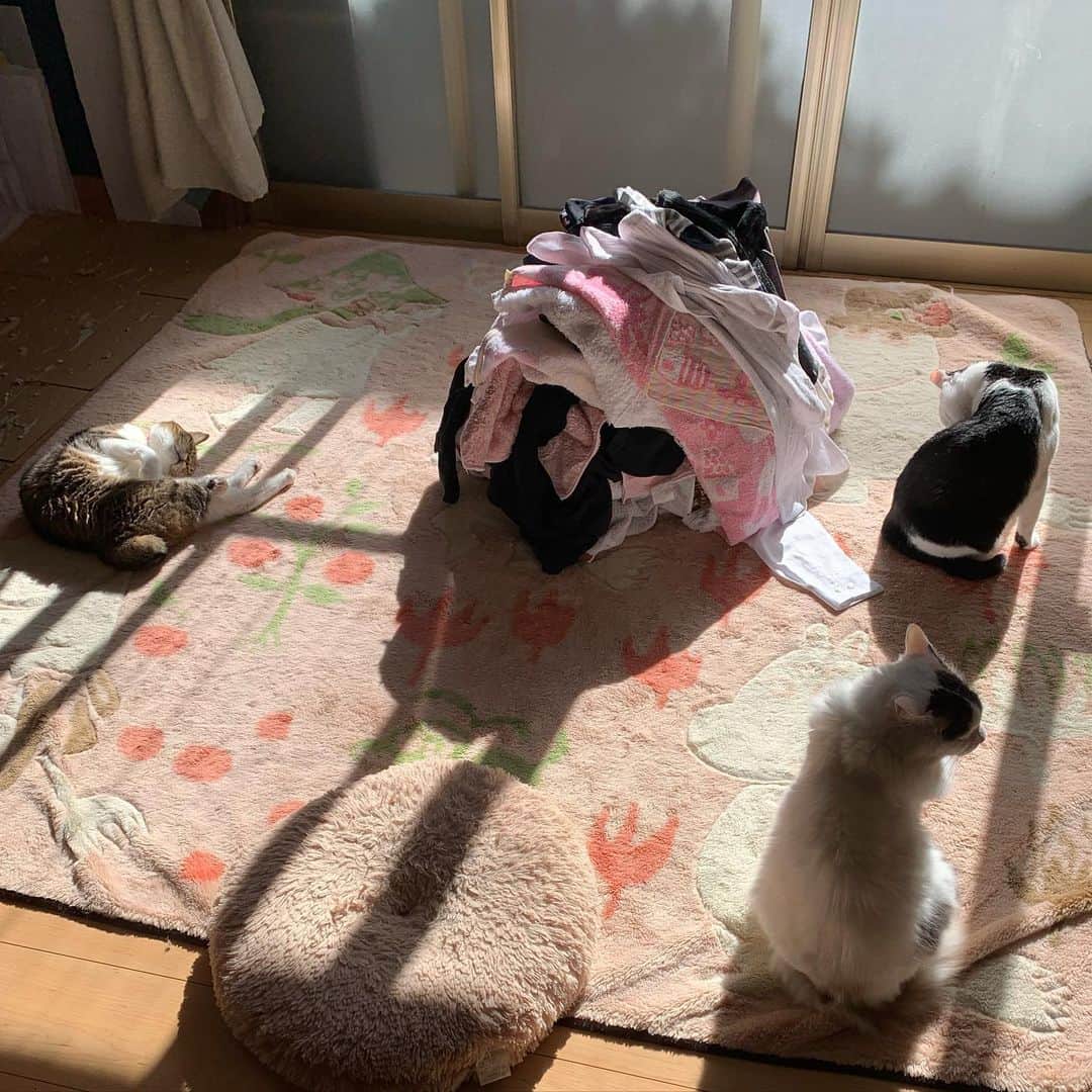 松井泉さんのインスタグラム写真 - (松井泉Instagram)「今日はええ天気でした。 洗濯物とネコ達。」11月14日 23時21分 - izumimatsui