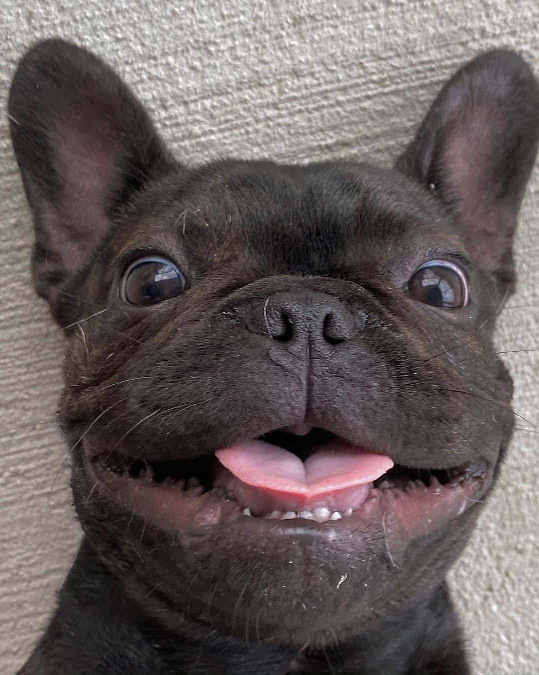 French Bulldogさんのインスタグラム写真 - (French BulldogInstagram)「Frenchie smile 😃 @afrenchieduo . . . . . #frenchbulldog #french_bulldogs #frenchie #frenchies #frenchies1 #frenchbulldoglife #frenchbulldoglove #frenchiesofinstagram #frenchie_photos #frenchielove #frenchielovers #frenchiemagazine #ブヒブヒ倶楽部公式 #フレンチブルドッグ #フレンチブルドッグパイド #フレンチブルドッグブリンドル #多頭飼い #犬服 #犬服ハンドメイド #どんぐり帽子 #ベアーボア帽」11月14日 23時30分 - frenchie.world