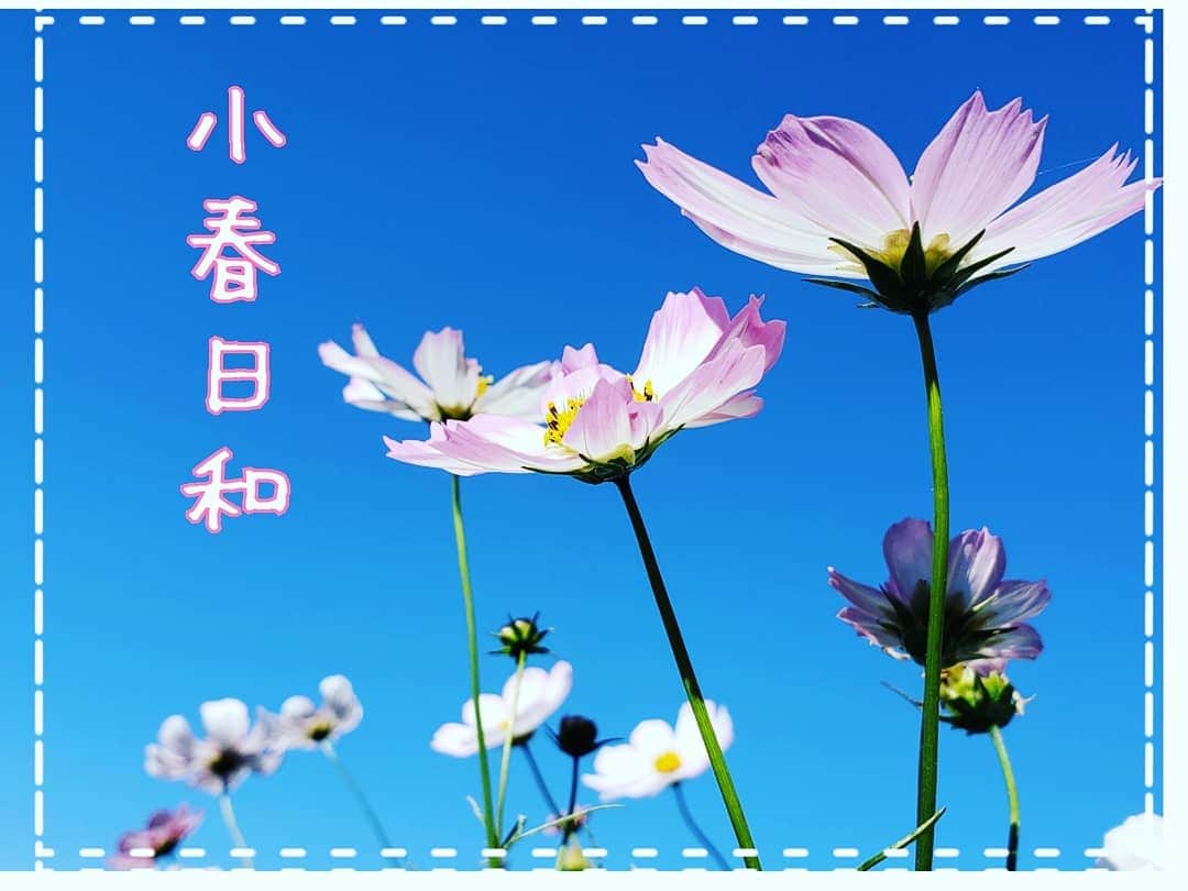 片山美紀のインスタグラム：「「小春日和」とは、晩秋から初冬にかけて、穏やかに晴れて暖かい日のこと。  「小春」とは旧暦の10月のことで、ちょうどあす日曜日が旧暦10月1日になります。 この時季限定のことばです。  山口百恵さんの曲「秋桜」にも出てきますよね。  #天気#天気予報#気象予報士#お天気#季節#冬#アナウンサー#小春#秋#気象キャスター#秋桜#小春日和#季節を楽しむ#青空 #青空が好き#あすは小春日和 #四季ソムリエ#日本の四季を楽しむ#季節を楽しむ#美しい日本語#春夏秋冬#日本の文化#日本の伝統」