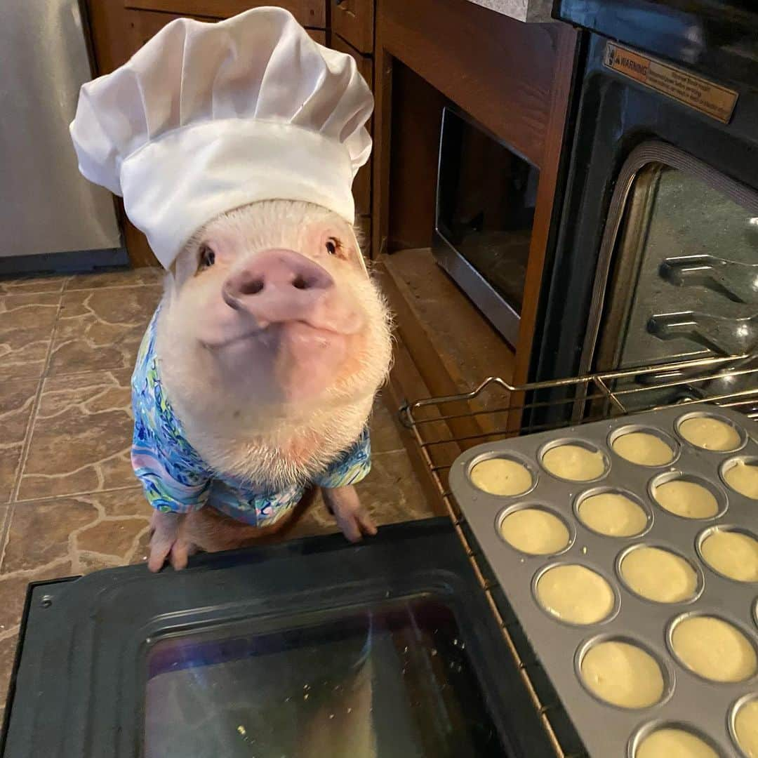 Priscilla and Poppletonさんのインスタグラム写真 - (Priscilla and PoppletonInstagram)「I see nothing wrong with cupcakes for breakfast. Cupcakes are just muffins that believed in miracles. Who’s with me?🐷💕🧁#cupcakes #chefprissy #PrissyandPop」11月14日 23時47分 - prissy_pig