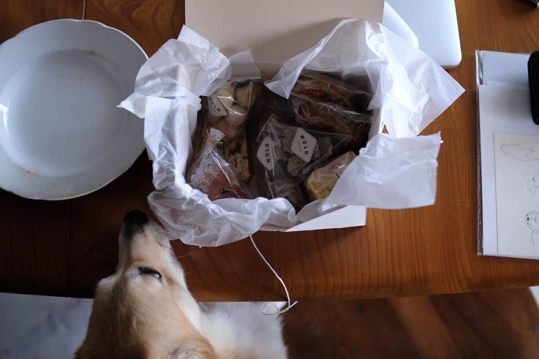maggydaisyのインスタグラム：「_  くん くん くん  白眼、、  #maggydaisymore20201115 #corgi  #コーギー #犬のいる暮らし #里親 #sweets #woldpastries」