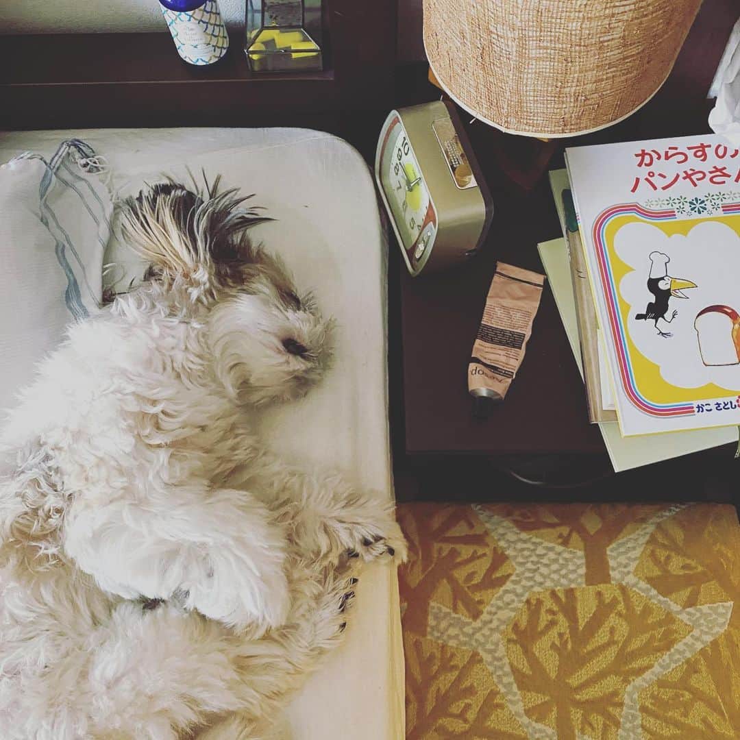 浜島直子さんのインスタグラム写真 - (浜島直子Instagram)「いつも9時台はここ。  何の夢見てるの？✨ ・ #ピピちゃん #シーズー #元保護犬」11月15日 9時11分 - hamaji_0912