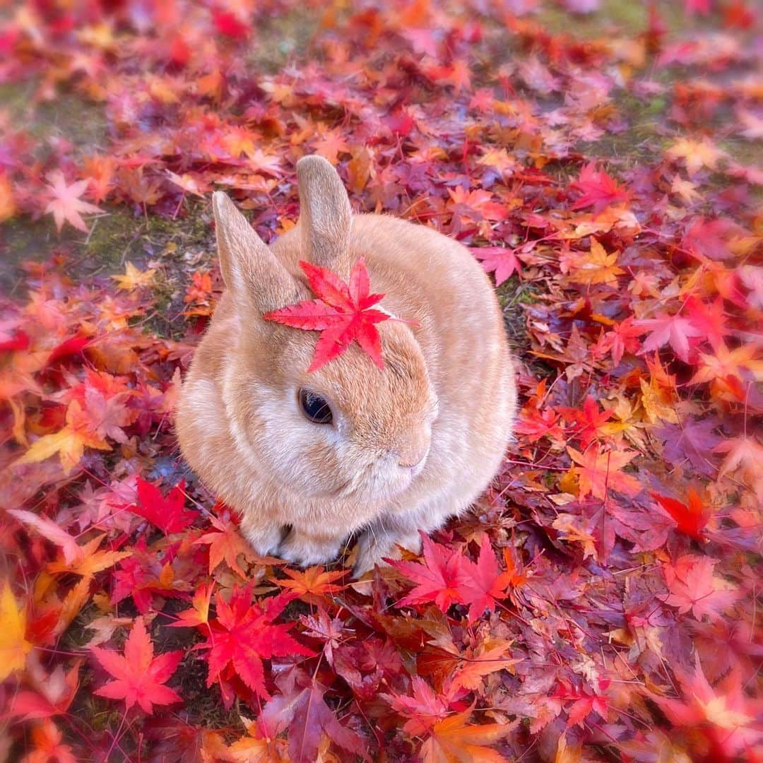 もみじうさぎ うさぎ もみじ