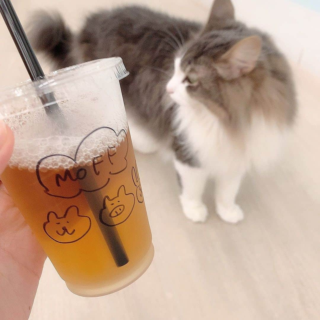 大盛真歩さんのインスタグラム写真 - (大盛真歩Instagram)「🥤 🐈  𓂃 𓈒‪‪❤︎‬﻿ ﻿ おはよう〜☀️  ねこちゃんだいすき～♡^._.^﻿ 来世はねこになりたいとよく思います💭﻿ ﻿ 猫カフェが私の癒しです😌！﻿ ﻿ #ねこ #ねこ好き #猫カフェ  #猫 #可愛い #癒し #ねこすたぐらむ#アニマルカフェ #毎日投稿 #過去pic #moff #moffanimalcafe #cafe #cat #cute #love #instagood #followｍe #drink #animal #photography #likeforlikes #instadaily」11月15日 9時33分 - maho_usagi