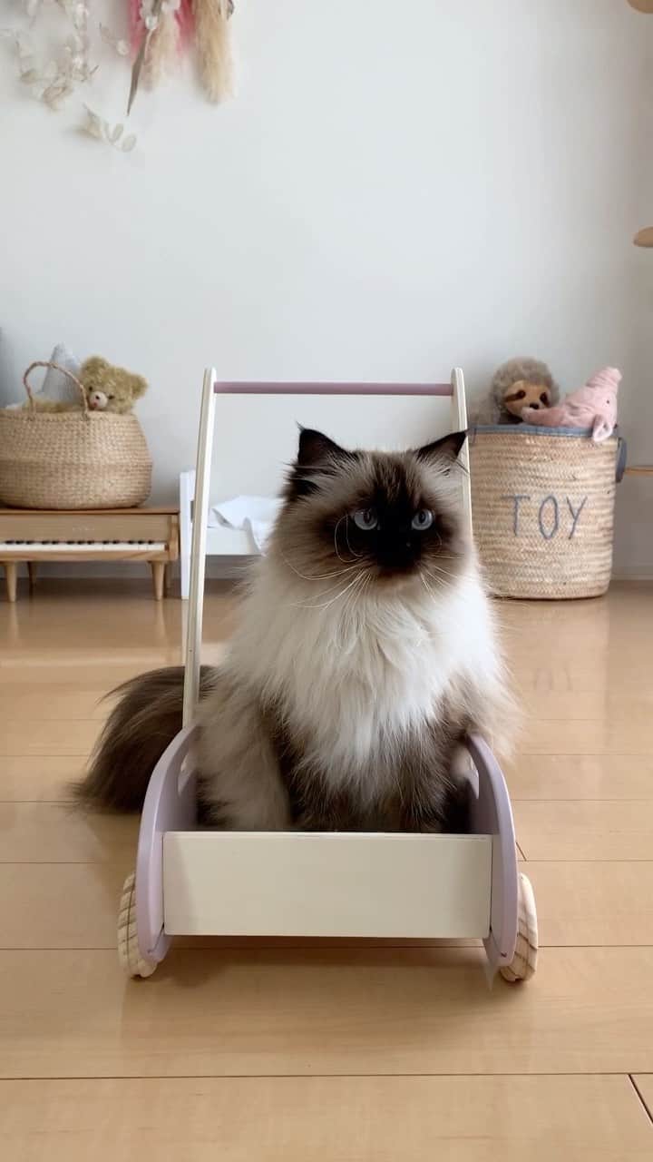 のインスタグラム：「プリュムの新しい乗り物だよ🚖🤍  . . . . #プリュムのいる生活 #猫のいる暮らし  #ヒマラヤン  #赤ちゃんと猫  #もふもふ#ヒマラニャンズ  #猫  #ねこ  #ペコねこ部#家族#散歩#手押し車#おもちゃ#car #trip#lol#toys#stroller#familytime#kitten#fluffy#癒し#🐈 #고양이  #ilovecats  #himalayancat  #catsofinstagram#bestmeow#bestcats_oftheworld#weeklyfluff」