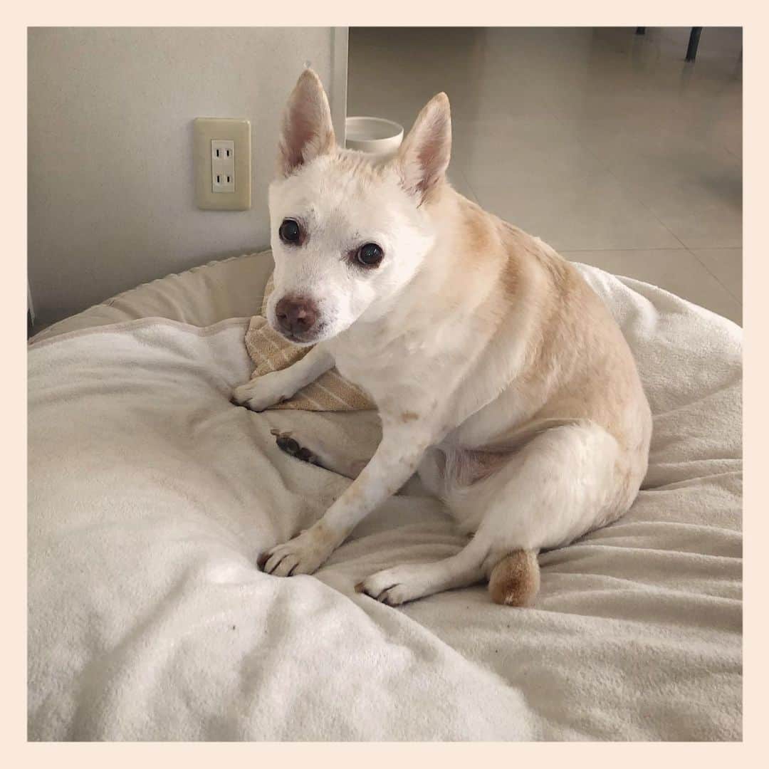 パンといっぴきのインスタグラム：「#元保護犬 #雑種犬 #crossbreed #mixdog #キップル14歳」