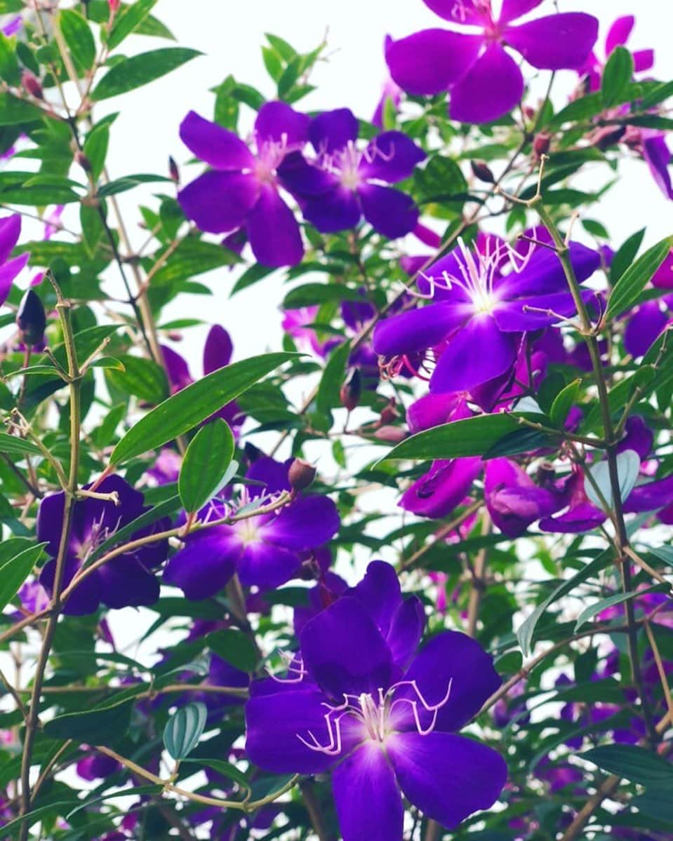 尚玄のインスタグラム：「Good morning Tokyo!  散歩中に出逢った鮮やかな紫。  #MelastomaCandidum #野牡丹 のことらしい。「謙虚な輝き」という花言葉も素敵。ありがとう。 #東京散歩 #紫紺野牡丹」