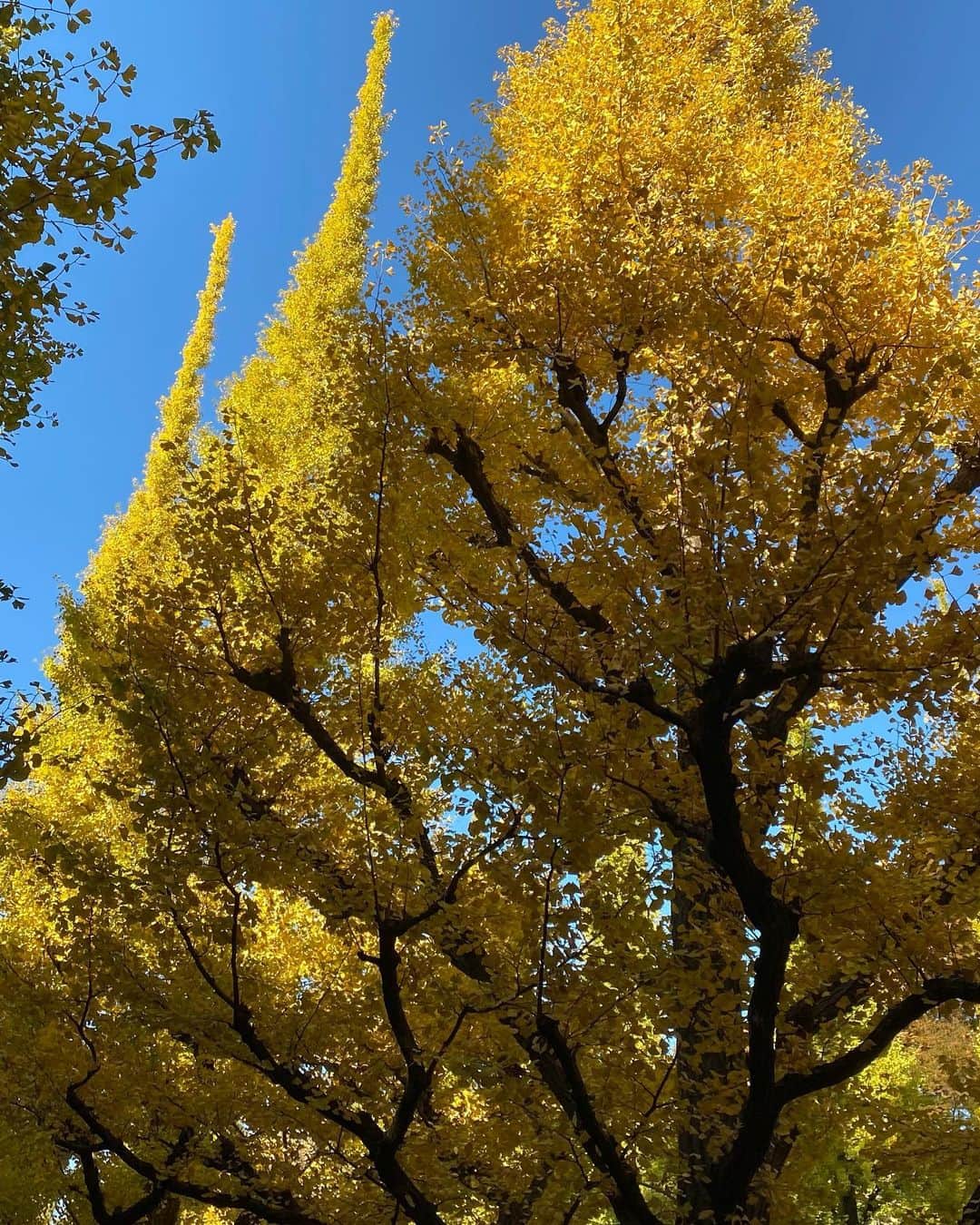 GENKINGさんのインスタグラム写真 - (GENKINGInstagram)「Rows of golden yellow ginkgo trees😆✨🍂 イチョウ綺麗だた✨ . . #ginkgo #ginkotree #autumn #autumnvibes🍁 #イチョウ #bottegaveneta」11月15日 10時07分 - _genking_