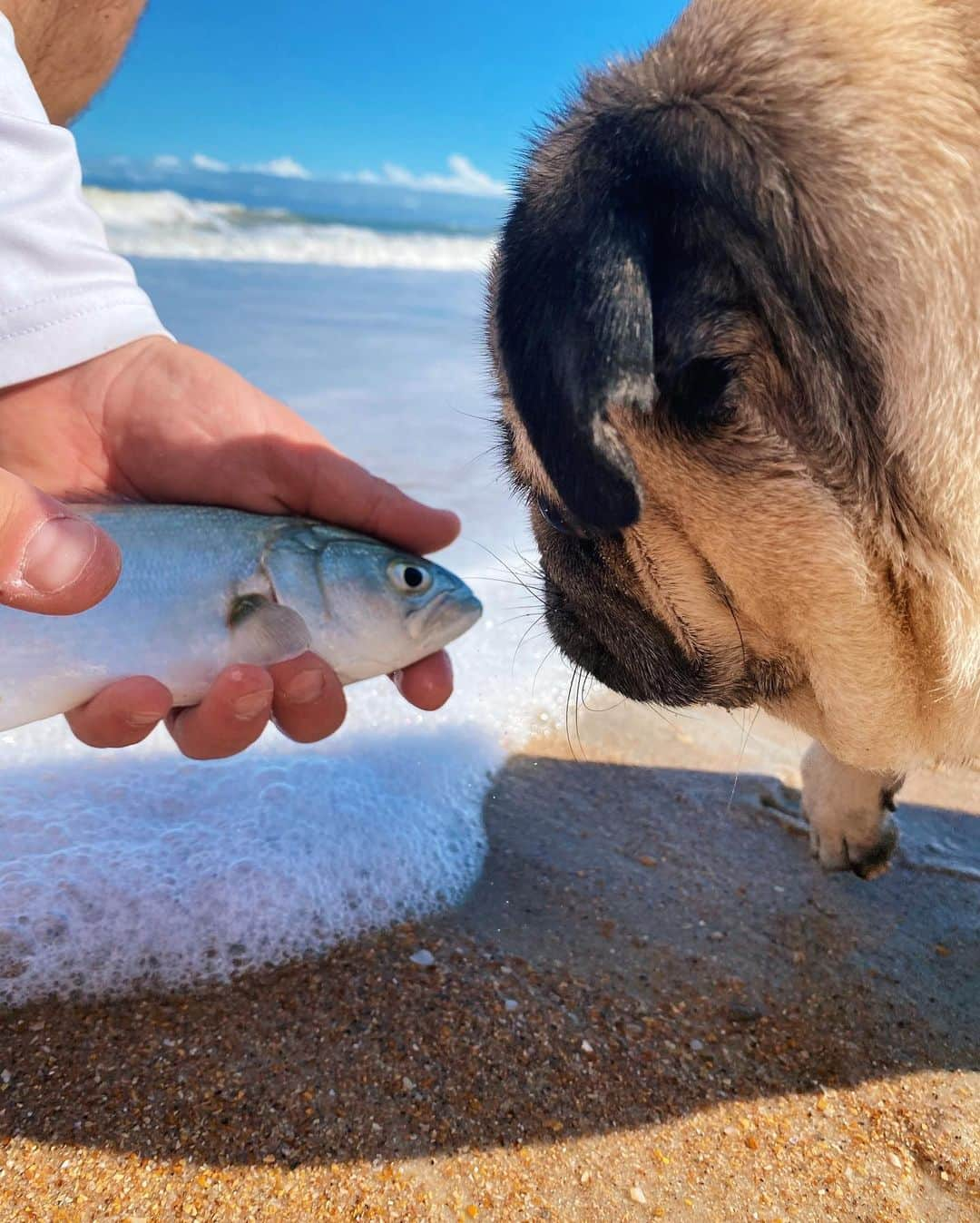 itsdougthepugさんのインスタグラム写真 - (itsdougthepugInstagram)「“I love u fishy. I set u free now” -Doug」11月15日 1時59分 - itsdougthepug