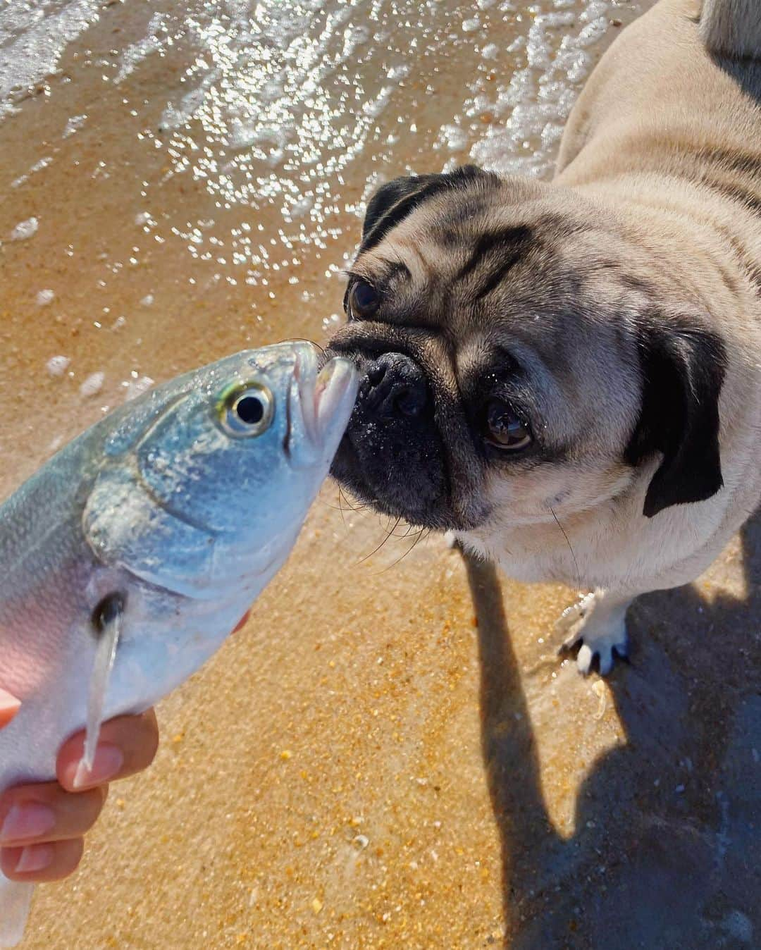 itsdougthepugさんのインスタグラム写真 - (itsdougthepugInstagram)「“I love u fishy. I set u free now” -Doug」11月15日 1時59分 - itsdougthepug