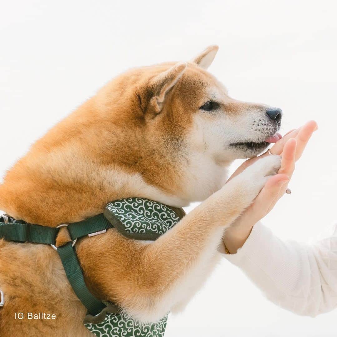 Balltze My name is Ballのインスタグラム：「When mom told me there’s no snacks left  Photo @helenamfung  #fat96 #balltze #nomnomnomclub #balltzecheems #yos #cheems」