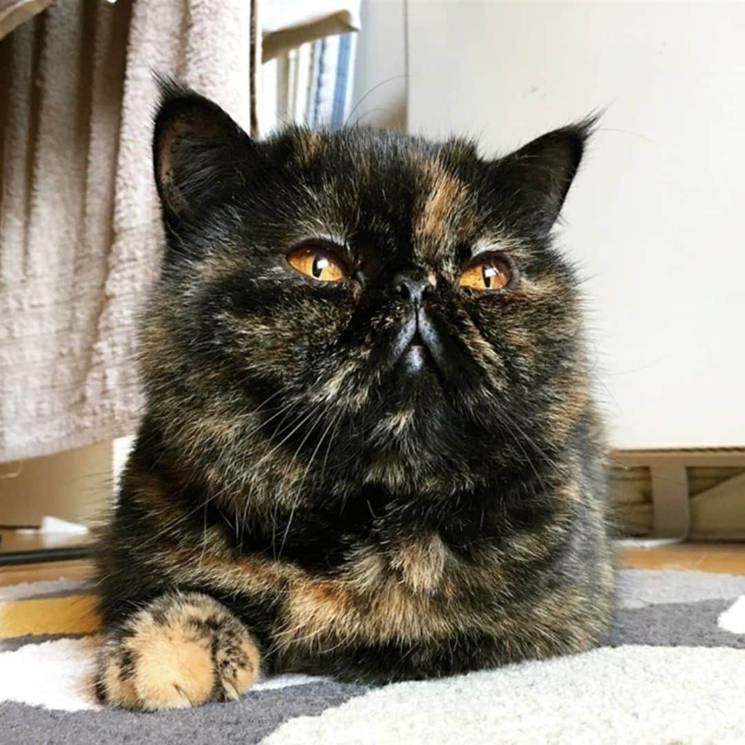 CatStockerさんのインスタグラム写真 - (CatStockerInstagram)「Hello! #catstocker is here! Follow our FURRriend @tortie.lover  Swipe for more pictures 👉  . . . . . . #cat #neko #mačka #chat #kočka #котка #kotek #kot #кіт #mače #кошка #кот #katze #gato #gatto  #子猫 #kattunge #猫 #고양이 #貓 #kedi #köttur #kissanpentu #חתול #кішка #子猫 #고양이새끼 #kitty #cats」11月15日 2時24分 - catstocker