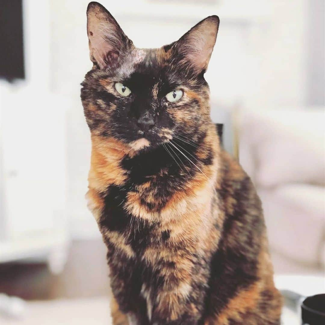 CatStockerさんのインスタグラム写真 - (CatStockerInstagram)「Hello! #catstocker is here! Follow our FURRriend @tortie.lover  Swipe for more pictures 👉  . . . . . . #cat #neko #mačka #chat #kočka #котка #kotek #kot #кіт #mače #кошка #кот #katze #gato #gatto  #子猫 #kattunge #猫 #고양이 #貓 #kedi #köttur #kissanpentu #חתול #кішка #子猫 #고양이새끼 #kitty #cats」11月15日 2時24分 - catstocker