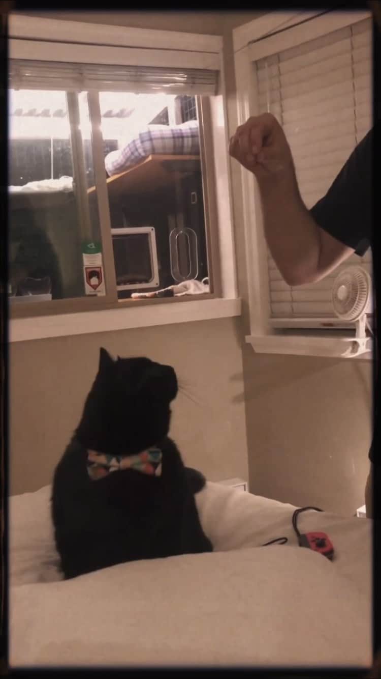 The Cats Of Instagramのインスタグラム：「Dancing or asking for attention?」