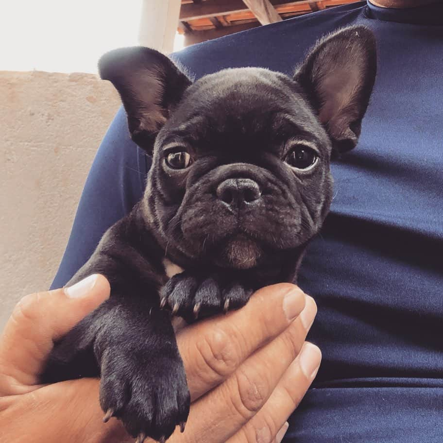 Regeneratti&Oliveira Kennelさんのインスタグラム写真 - (Regeneratti&Oliveira KennelInstagram)「Beautiful baby girl ❤️ #frenchie #cutepuppies #frenchies1」11月15日 3時04分 - jmarcoz