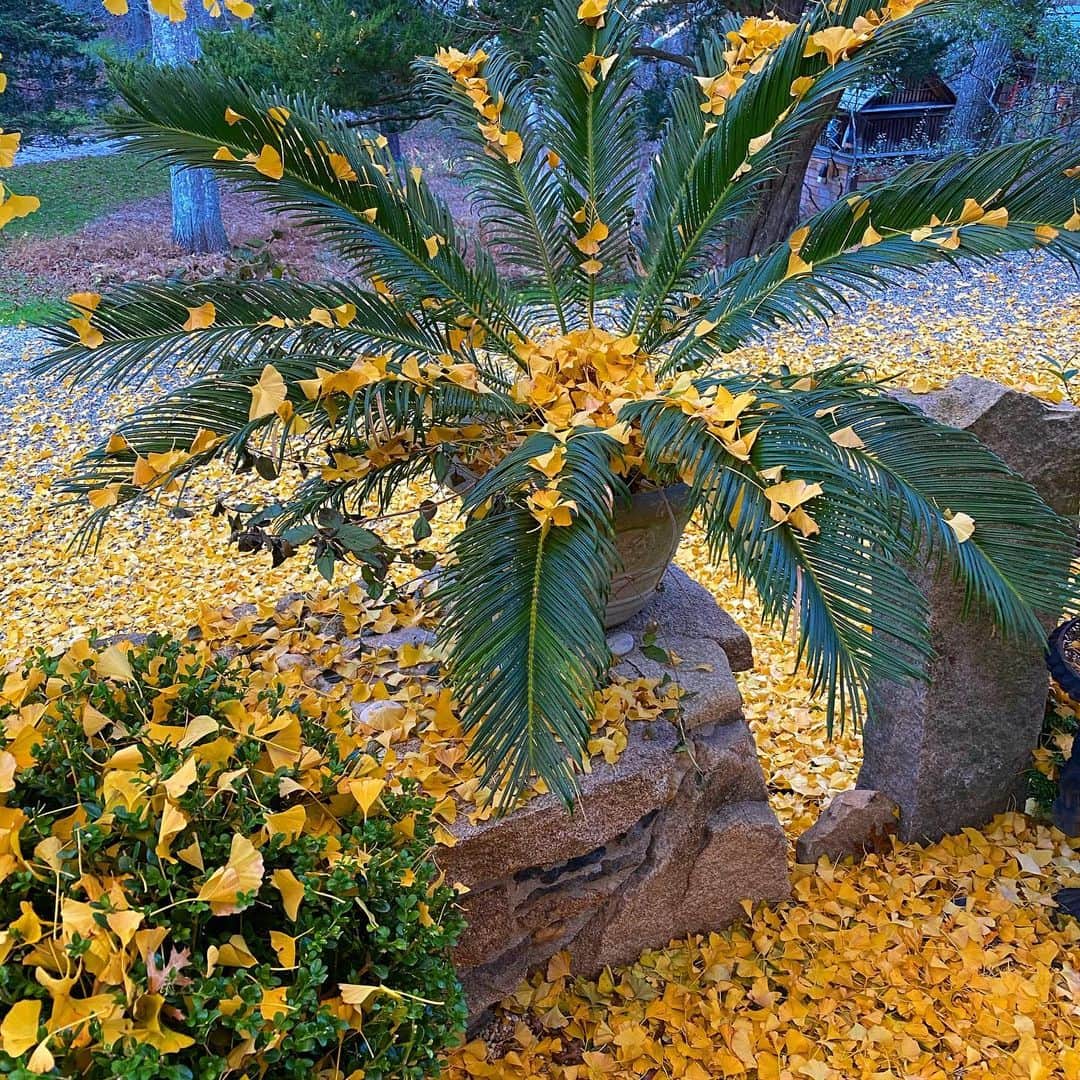 クリスティ・ブリンクリーさんのインスタグラム写真 - (クリスティ・ブリンクリーInstagram)「Golden Oldie 😜I’m talking about the tree not me! Haha! Lol! Hope you’re all enjoying this golden opportunity to appreciate the last few colorful leaves!」11月15日 3時16分 - christiebrinkley