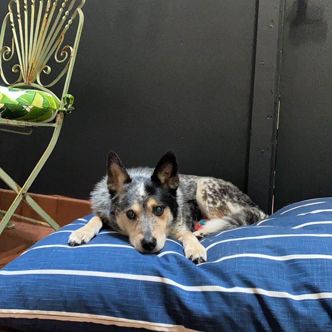 Dogs by Ginaのインスタグラム：「My old boy 💓」