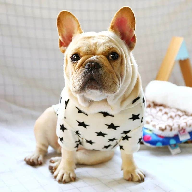 French Bulldogさんのインスタグラム写真 - (French BulldogInstagram)「Stars Hooded Sweatshirt ⭐🌠💫 Exclusive in @frenchie.world shop 🛍🛍🛍 👉 LINK IN BIO 🔝 . . . . . #frenchie #frenchies #französischebulldogge #frenchbulldog #frenchbulldogs #dog #dogsofinstagram #frenchieworld #bully #bulldog #bulldogfrances #フレンチブルドッグ #フレンチブルドッグ #フレブル #ワンコ #frenchiesgram #frenchbulldogsofinstagram #ilovemyfrenchie #batpig #buhi #squishyfacecrewbulldog」11月15日 4時00分 - frenchie.world