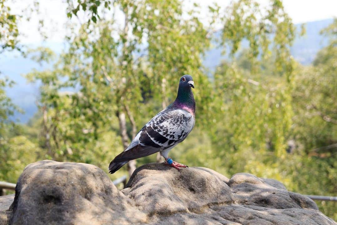 アニマルプラネットさんのインスタグラム写真 - (アニマルプラネットInstagram)「Pigeons have been used to carry messages for centuries, dating as far back as Ancient Egypt. And while we may have more sophisticated ways of communication today, homing pigeons can still fly great distances, knowing where to go and how to navigate. On tonight's episode of #drjeff: Rocky Mountain Vet, we join Dr. Baier and vet tech Christine as they vaccinate and check in on a group of pigeons trained by a Colorado rafting company to deliver film from their trips. Tune in at 9pm ET. . . . . . #drjeffrockymountainvet #rockymountainvet #pigeon #bird #flying #flight #drjeffyong #drbaier #homingpigeon #carrierpigeon #pictureoftheday #photooftheday」11月15日 4時19分 - animalplanet