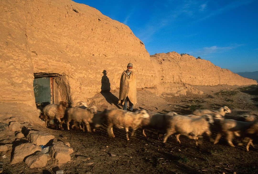 Michael Yamashitaさんのインスタグラム写真 - (Michael YamashitaInstagram)「Hole in the wall: Great Wall and Sheep Pen, Xiaokou, Gansu — Here in the village of Xiaokou I found the villagers using the Great Wall as the back wall of their sheep pen.  I climbed on top to take this photograph at dawn as the shepherd opened a door cut in the wall below to let his sheep out to pasture. #greatwallofchina #greatwall #sheeppen」11月15日 4時39分 - yamashitaphoto
