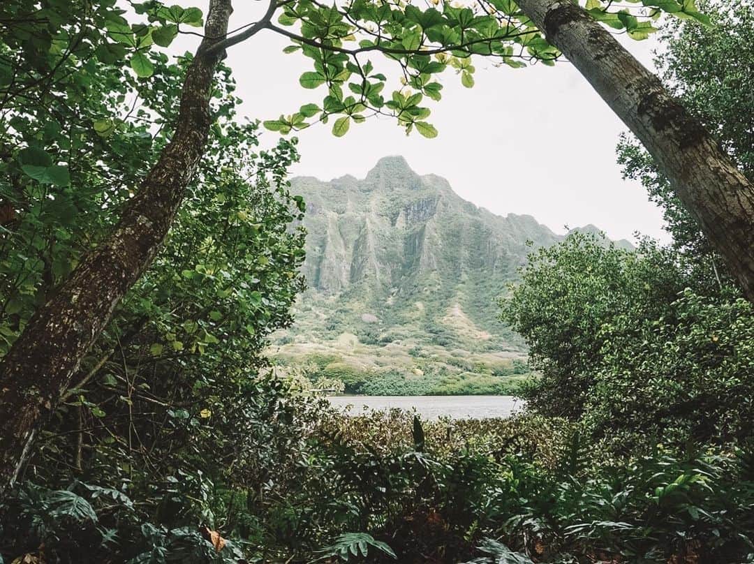 ハワイアン航空さんのインスタグラム写真 - (ハワイアン航空Instagram)「Bringing you your daily dose of greens. 😋⠀ ⠀ 📍@kualoaranch⠀ 📷 @jeri.miy」11月15日 5時00分 - hawaiianairlines