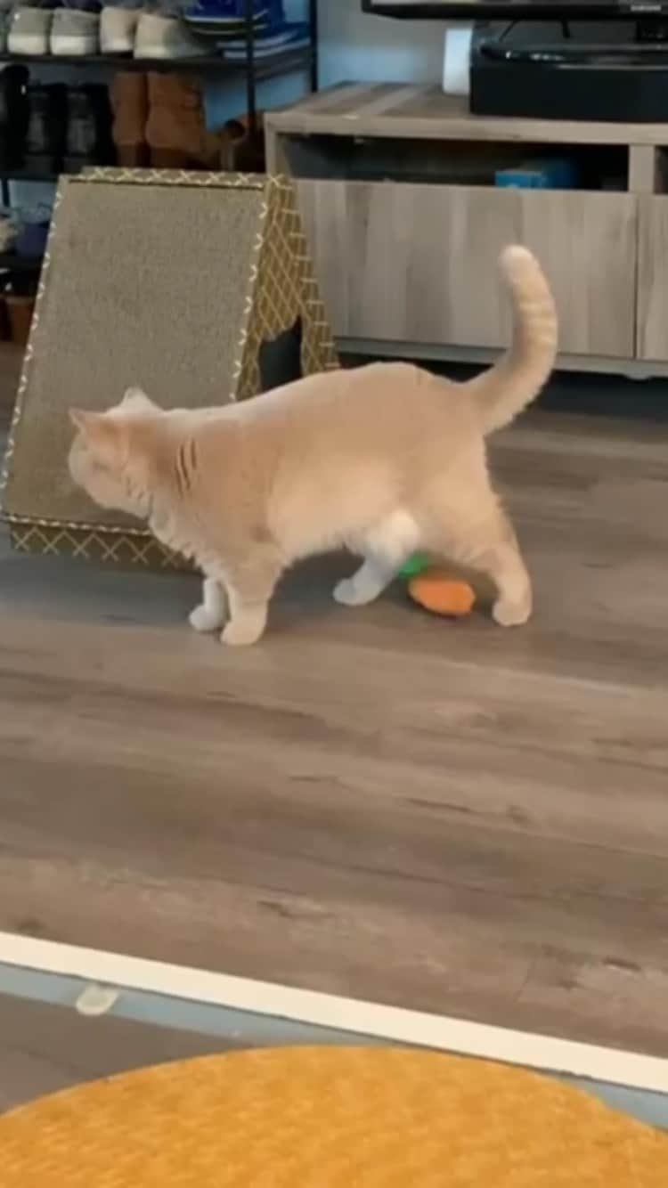 The Cats Of Instagramのインスタグラム：「@dunkindonutcat 🔊 𝚊 𝚖𝚎𝚘𝚠 𝚑𝚎𝚊𝚛𝚍 𝚊𝚛𝚘𝚞𝚗𝚍 𝚝𝚑𝚎 𝚠𝚘𝚛𝚕𝚍」