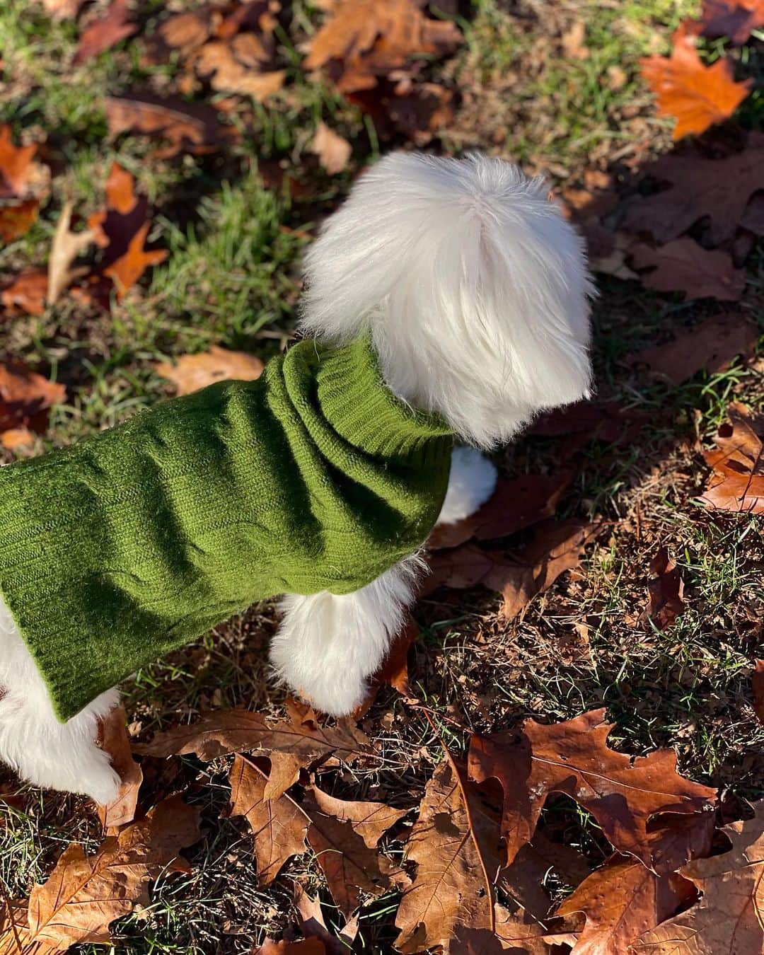 オリヴィア・パレルモのインスタグラム：「Playing in the leaves 🍁🍂 Just out of @caninestylesnyc: cut, coat, and all!」