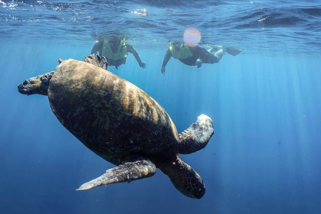 And Youさんのインスタグラム写真 - (And YouInstagram)「Chillin with the locals 🤙🏼  . . . . . . . . .  #underwater #UnderwaterWorld #underwaterphoto #underwaterlife  #underwaterphotographer #underwaterpic #Underwaterwednesday #underwatercamera #underwatermodel #underwaterart #underwaterlove #underwaterlicious #underwatershots #underwaterbeautiful #underwatershot  #underwaterpicture #underwatermagazine #underwaterphotograpy #underwatergram #Oahu #oahuhawaii #oahuphotographer  #hawaiilife #hawaiistagram #hawaiiunchained  #hawaiiphotographer #oahu #honolulu」11月15日 5時31分 - dolphinsandyou